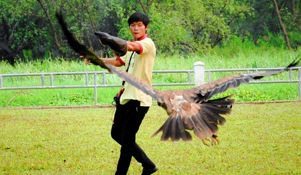 Mỗi một tuần, hai anh em đều gặp gỡ với bạn bè có cùng sở thích nuôi chim săn mồi để giao lưu, chia sẻ kinh nghiệm.